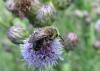 Andrena sp.